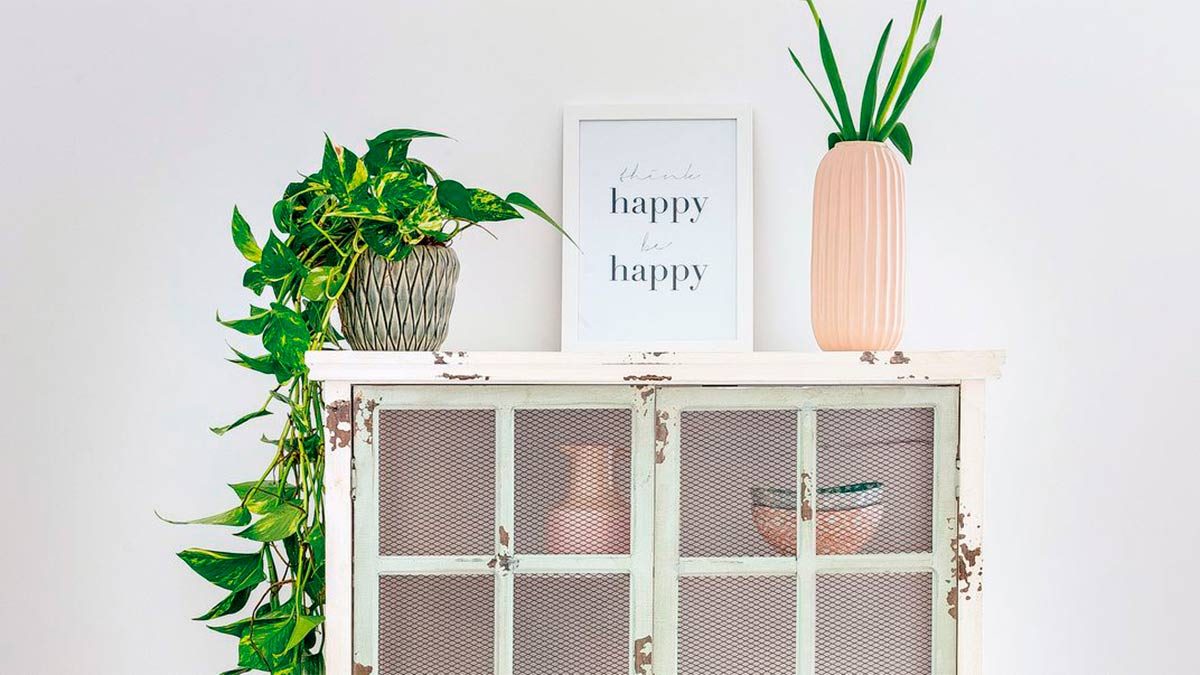 Las mejores plantas para la decoración de interiores Decoración plantas